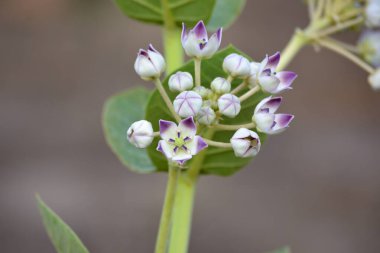 Bahçede taç çiçeği (Calotropis gigantea)