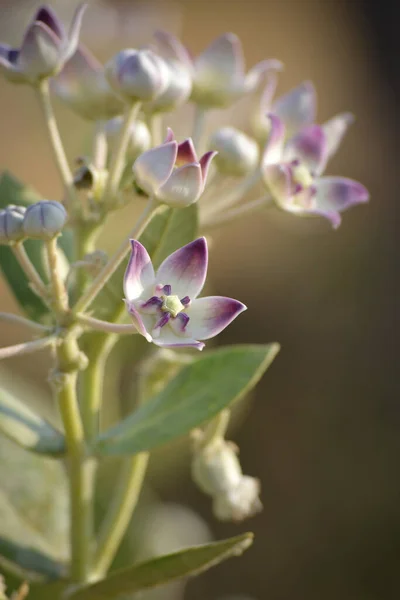 Flor Coroa Calotropis Gigantea Jardim — Fotografia de Stock