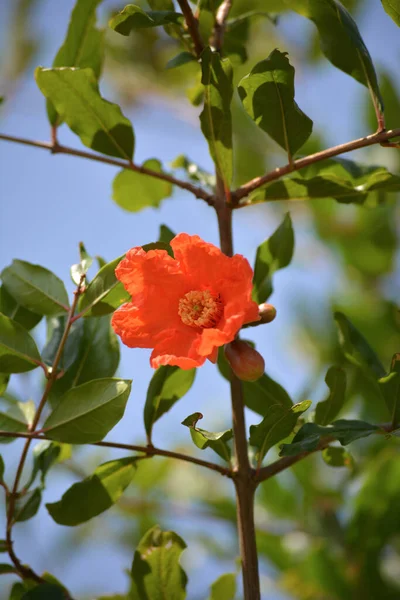 Granatäpple Blommor Och Gröna Blad Naturen — Stockfoto