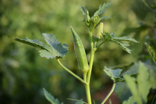 Okra or lady\'s finger vegetable plant in the garden