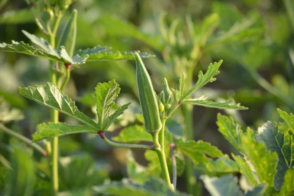 Okra Planta Verduras Dedo Señora Jardín — Foto de Stock