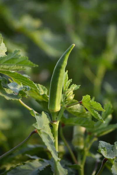 Okra or lady\'s finger vegetable plant in the garden