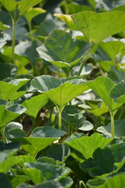 Tarlada kabak bitkileri. Hindistan 'da kabak yetiştiriciliği