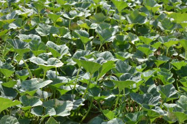 Tarlada kabak bitkileri. Hindistan 'da kabak yetiştiriciliği