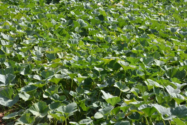 stock image Pumpkin plants in the field. Pumpkin cultivation in India