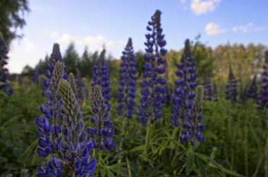 Yazın vahşi lupinler