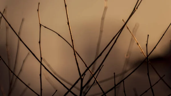 Branches Sunset — Stock Photo, Image