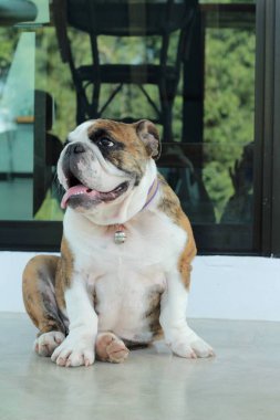 İngilizce Bulldog güzeldir