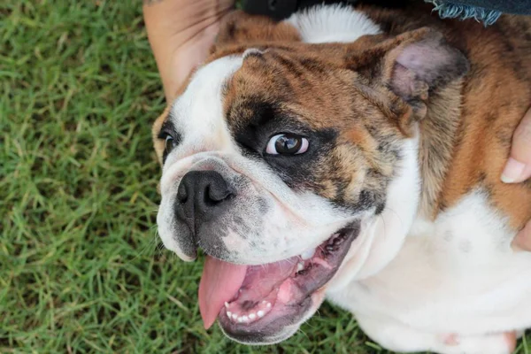 Inglês Bulldog é adorável — Fotografia de Stock