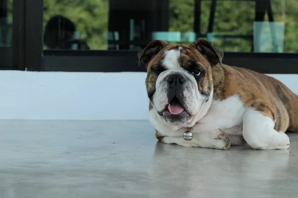 İngilizce Bulldog güzeldir — Stok fotoğraf