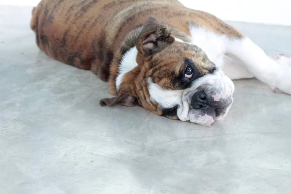 İngilizce Bulldog güzeldir — Stok fotoğraf