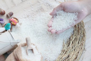 Yasemin pirinç ve pirinç taneleri hasat için.