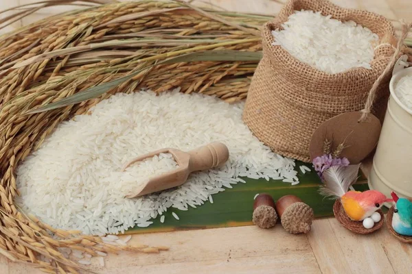茉莉花水稻和水稻籽粒收获. — 图库照片