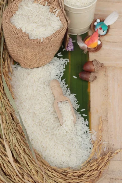 Jasmin riz et grains de riz pour la récolte . — Photo