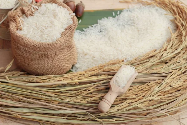Jasminreis und Reiskörner für die Ernte. — Stockfoto