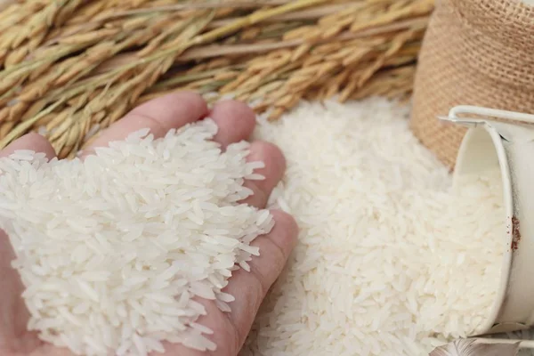 Jasmine rice and rice grains for the harvest. — Stock Photo, Image