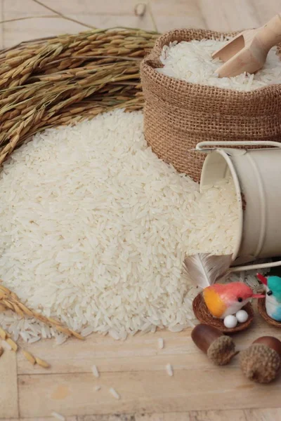 Jasmine rice and rice grains for the harvest. — Stock Photo, Image