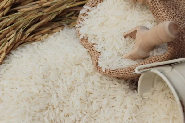 Jasmine rice and rice grains for the harvest. — Stock Photo, Image