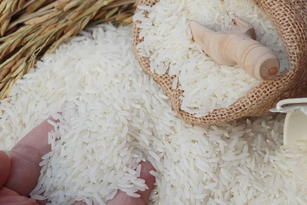 Ryż jaśminowy i ziarna ryżu na zbiory. — Zdjęcie stockowe