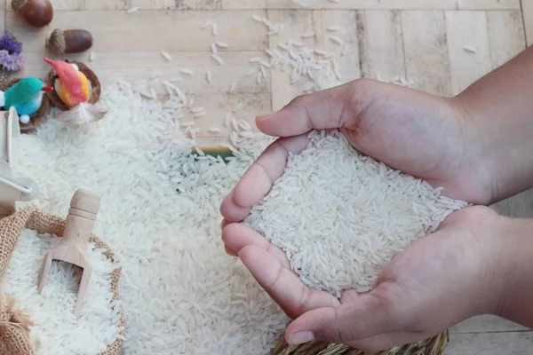 Jasmine rice and rice grains for the harvest. — Stock Photo, Image