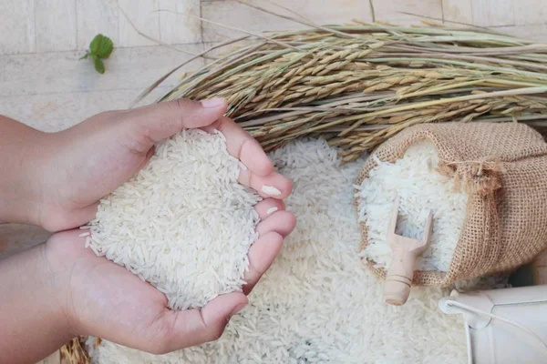 Arroz de jazmín y granos de arroz para la cosecha . — Foto de Stock