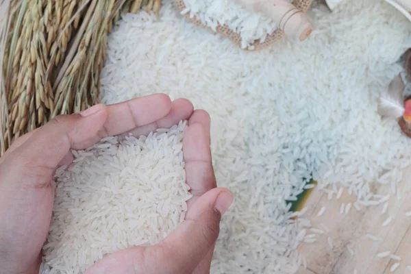 Жасминовый рис и рисовое зерно для сбора урожая . — стоковое фото
