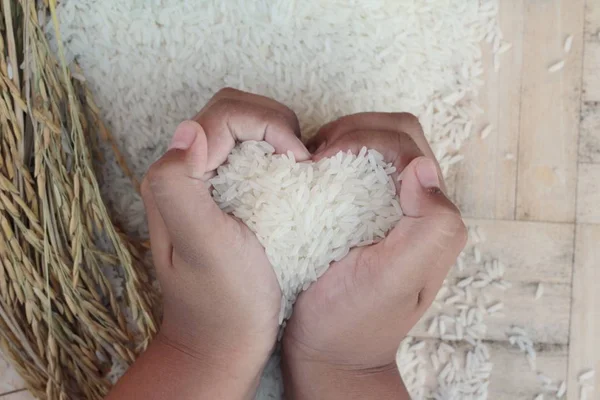 Jasmine rice and rice grains for the harvest. — Stock Photo, Image