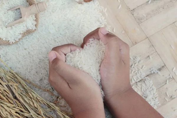 Ryż jaśminowy i ziarna ryżu na zbiory. — Zdjęcie stockowe
