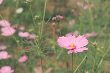 Cosmos çiçekler güzel bahçe.