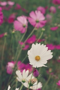 Cosmos çiçekler güzel bahçe.