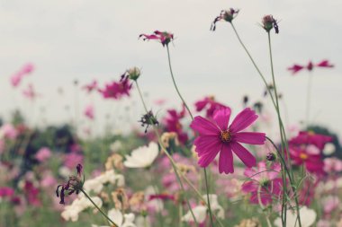 Cosmos çiçekler güzel bahçe.
