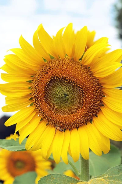 Sonnenblumenfeld schön im Garten. — Stockfoto