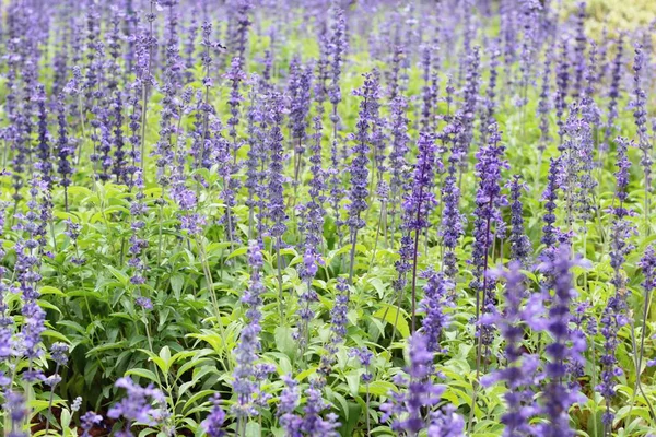 Flores de salvia roxas em belo no jardim . — Fotografia de Stock