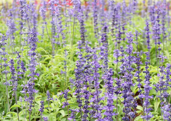 Flores de salvia roxas em belo no jardim . — Fotografia de Stock