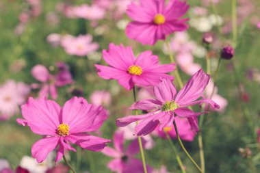 Cosmos çiçekler güzel bahçe.