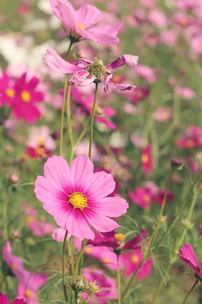 Cosmos fiori a bello nel giardino . — Foto Stock