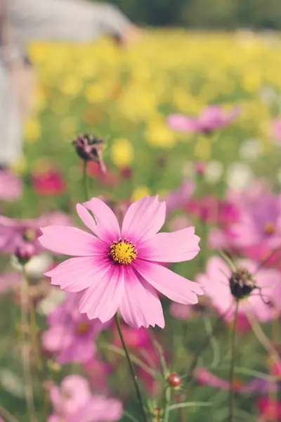 Kosmos blüht schön im Garten. — Stockfoto