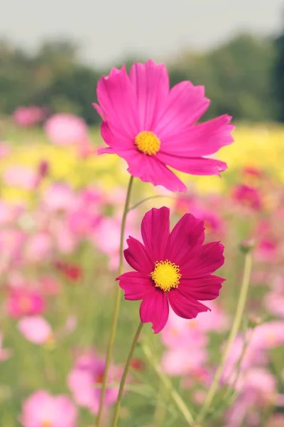 Cosmos fleurs à belle dans le jardin . — Photo