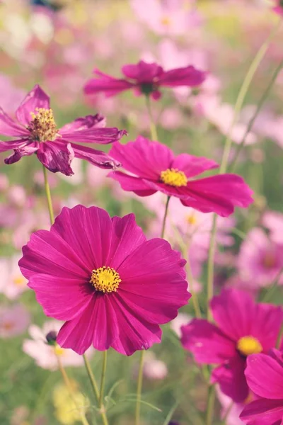 Cosmos fiori a bello nel giardino . — Foto Stock