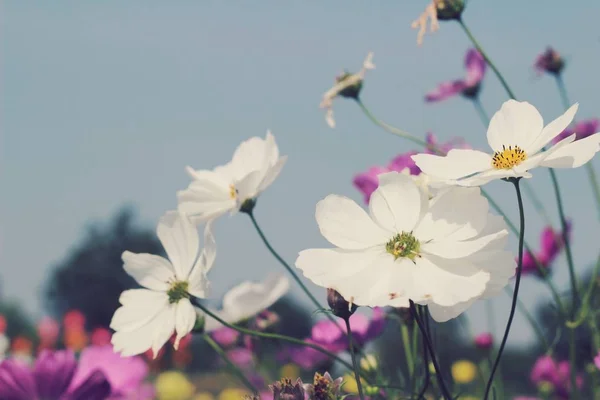 Kosmos blüht schön im Garten. — Stockfoto