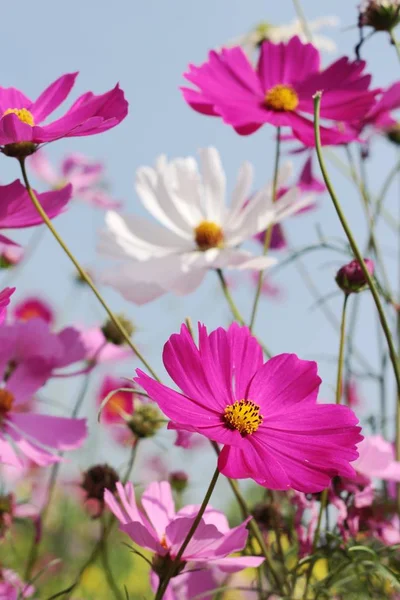 Cosmos fleurs à belle dans le jardin . — Photo