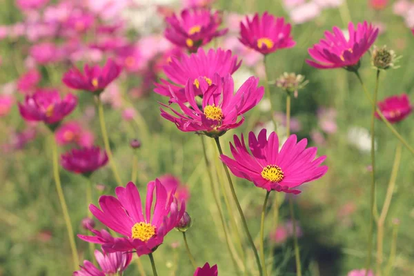 Cosmos flowers at beautiful in the garden. — Stock Photo, Image