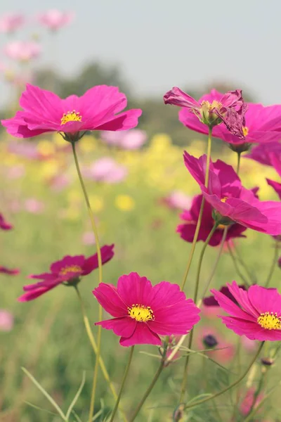 Cosmos flores em bonito no jardim . — Fotografia de Stock