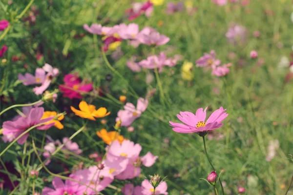 Kosmos blüht schön im Garten. — Stockfoto