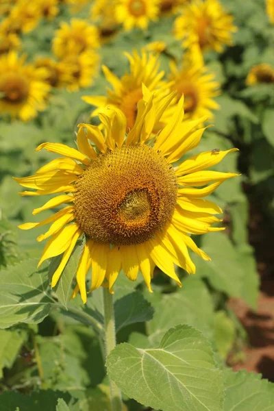 Campo de girassóis em bonito no jardim . — Fotografia de Stock