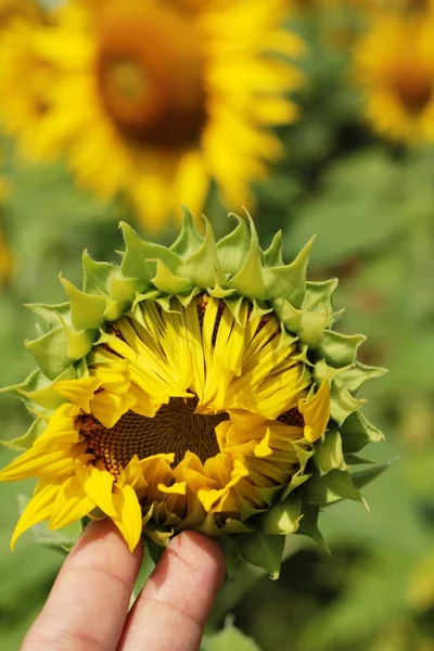 Sonnenblumenfeld schön im Garten. — Stockfoto