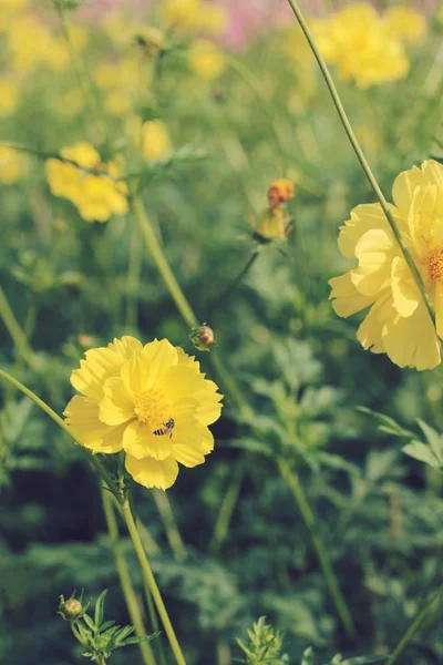 Cosmos flores em bonito no jardim . — Fotografia de Stock