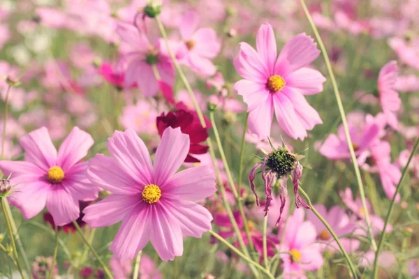 Kosmos blomster i vakker hage. . – stockfoto