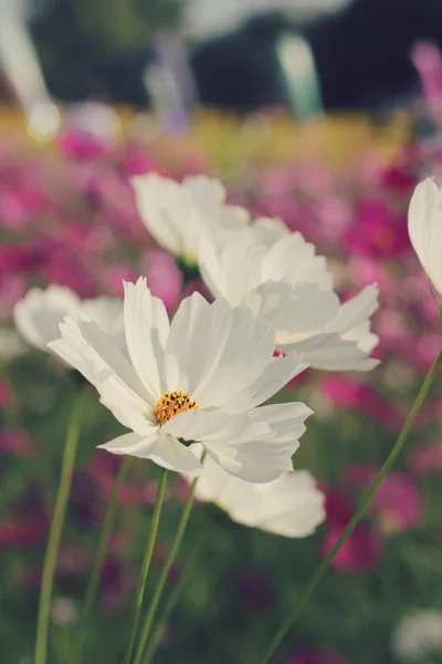 Kosmos blüht schön im Garten. — Stockfoto