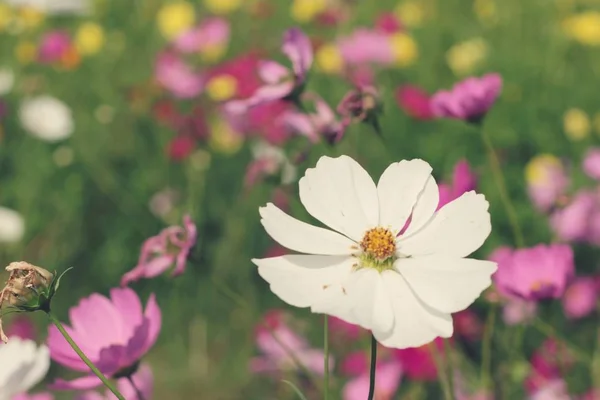 Kosmos blüht schön im Garten. — Stockfoto